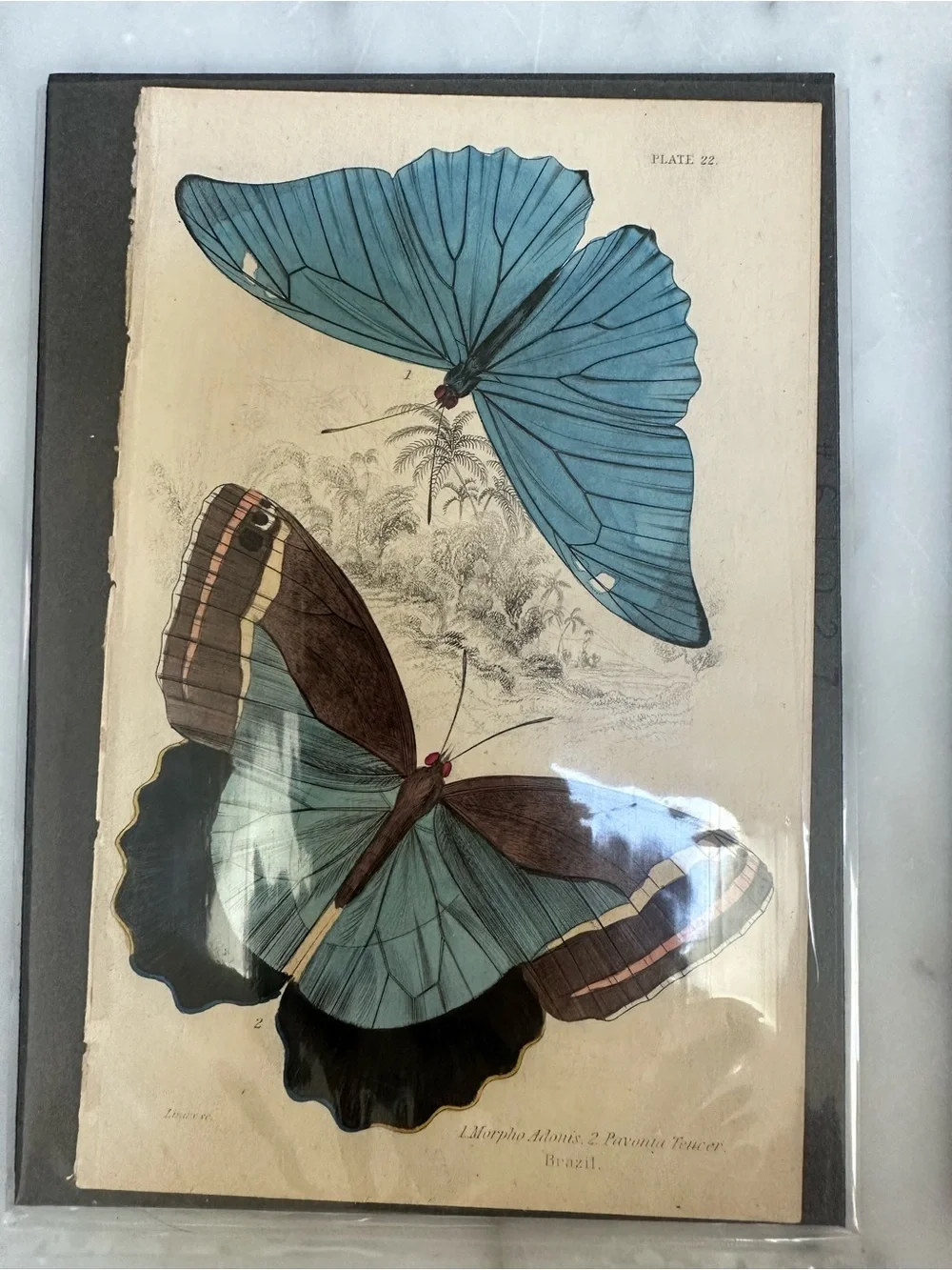 1800s Jardines Natural History Butterfly Chromolithograph Prints